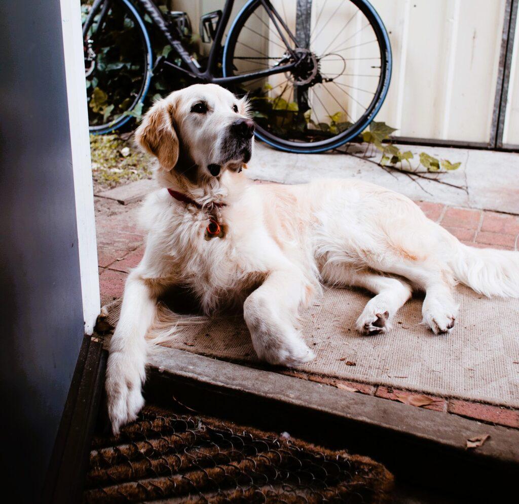 When my dog barks at the Doorbell Front Range Pet Stop