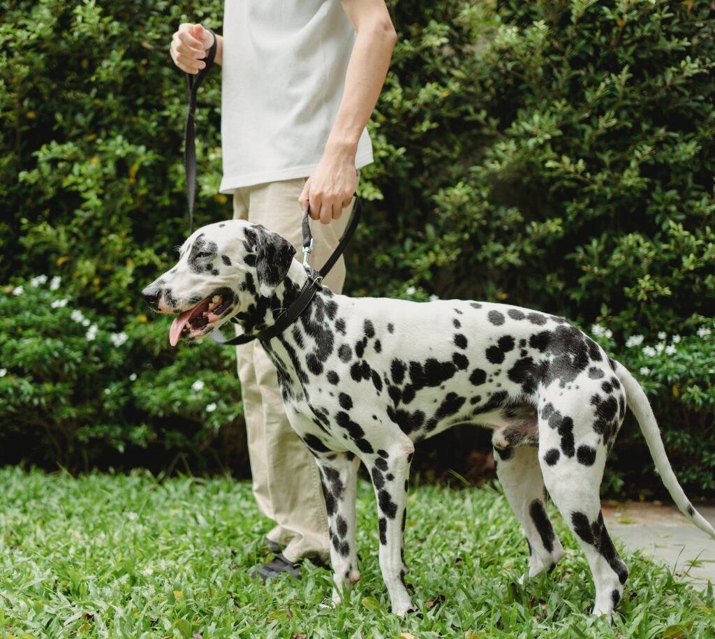 3 How to Stop your Dog from Jumping Up Front Range Pet Stop